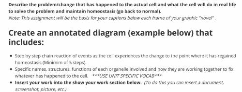 USING THE ORGANELLES NUCELEUS, CHROMOSOMES, AND CELL MEMBRANE ANSWER THE FOLLOWING BELOW PLEASE