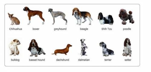 PLEASE HELP 40 POINTS!!!

Use the dichotomous key to correctly identify each dog in the picture ab