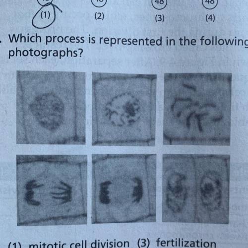 20. Which process is represented in the following

photographs?
(1) mitotic cell division
(2) zygo