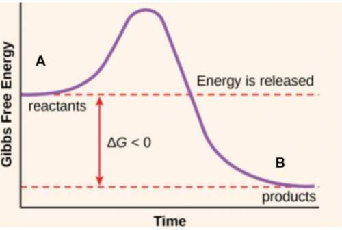 A graph showing the energy of the reactants and products of cellular respiration is shown here. Whi