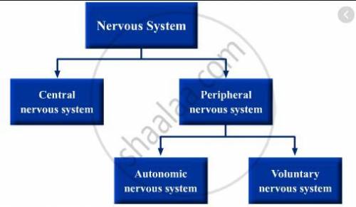 Draw a flow chart to show the classification of nervous system into various parts​