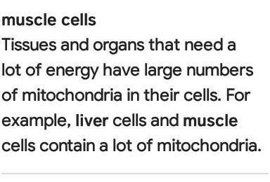 Which type of cell would you expect to contain large amounts of mitochondria?

fat cells
muscle cel