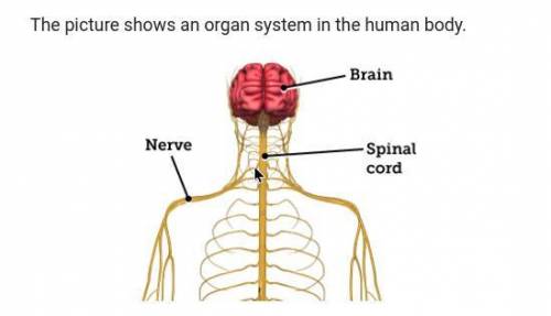 What do these organs do in the human body?
:: pictures inserted
