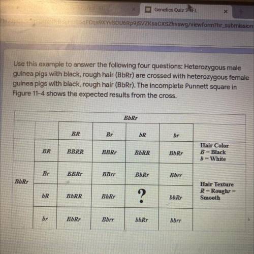 Identify the phenotype of the offspring represented by the question mark in Figure 11-4: