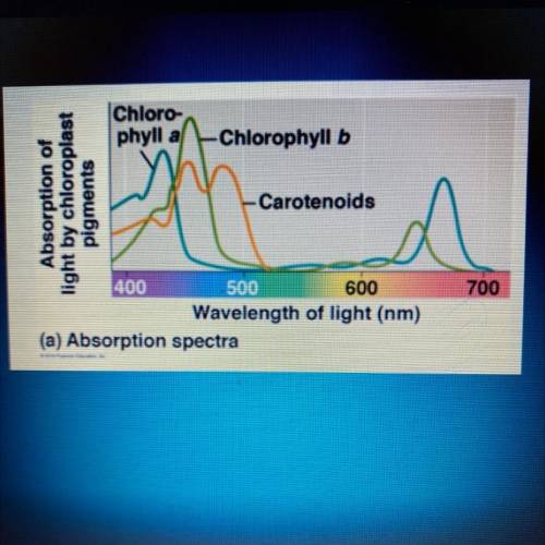 How different chlorophyll pigments absorb light at different wavelengrh and frequencies?

Use diag