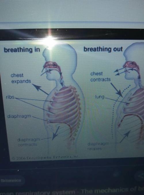 How do you breathe? Include the rib muscles and Diaphragm.