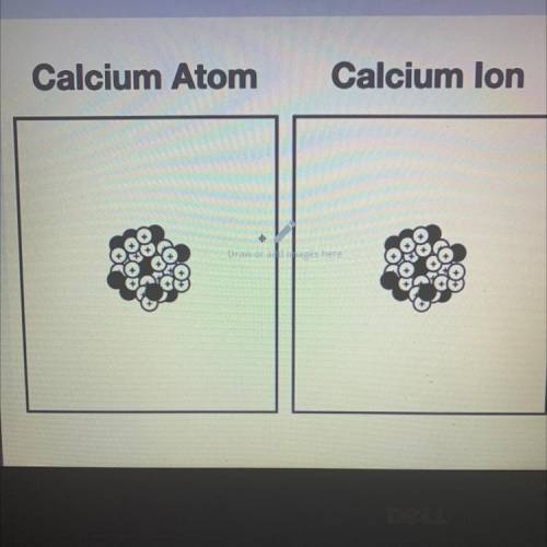 11

Draw a diagram of a calcium atom and a calcium ion.
2.
Show Your Work
Calcium Atom
Calcium lon