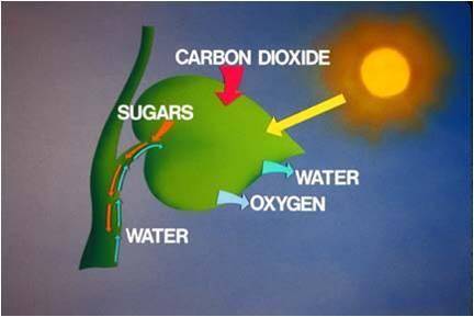 Use the image to answer the question.

A diagram shows a plant. Sunlight and carbon dioxide enters