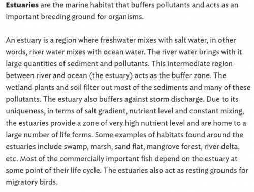 What habitat is good breeding ground for organisms and buffers pollutants