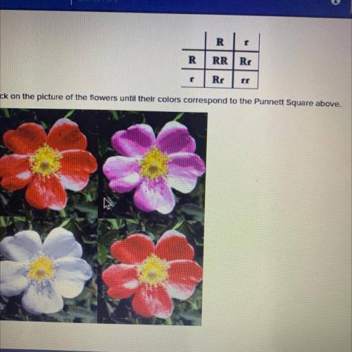 click on the picture of the flowers until their colors correspond to the punnett square above. HELP