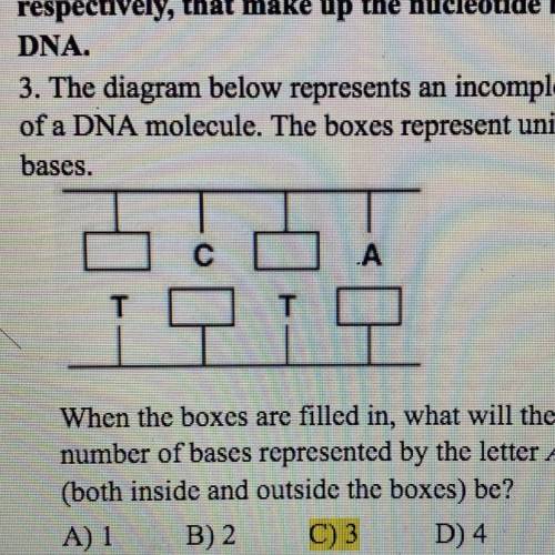 3. The diagram below represents an incomplete section

of a DNA molecule. The boxes represent unid