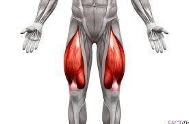What is the name of the muscle shown in the image below?

Hamstrings
Bicep
Quadricep
Gastrocnemius