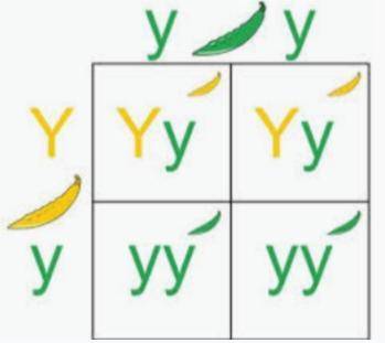 According to the punnet square shown what is the probability that the plant will be green