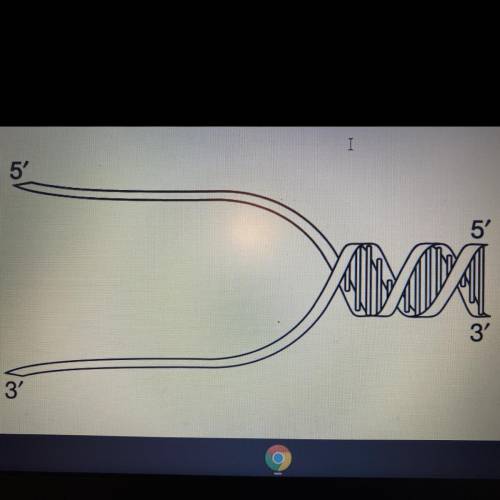 During Transcription, a nucleotide has been deleted. Explain the effect this will have on DNA as we