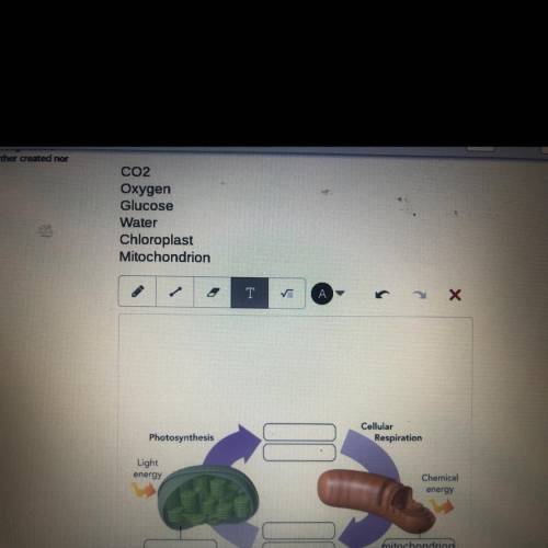 You have to put the correct words on the graph and i only have mitochondrion please help me i beg