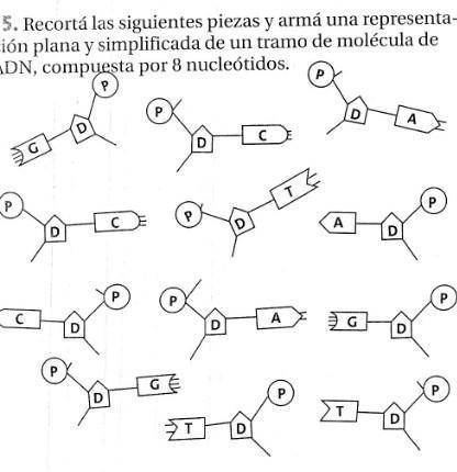 Representacion plana simplificada de un tramo de molécula de adn de 8 nucleotidos