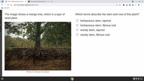 The image shows a mango tree, which is a type of seed plant.

 
Which terms describe the stem and r