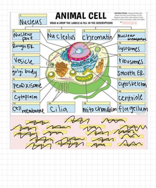 HELP please animal cell diagram
