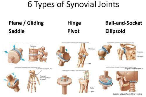 Where are a number of immoveable joints?​