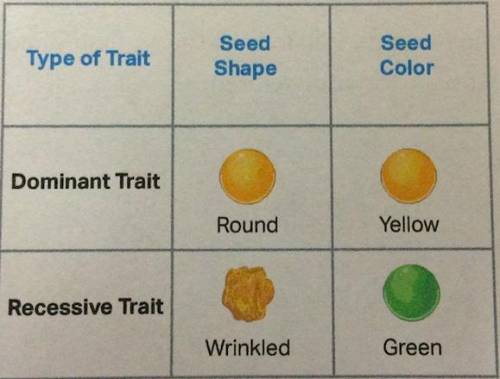 If we use the letter R to represent seed shape, what is the genotype for a heterozygous individual?