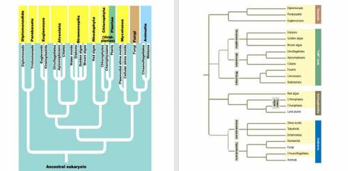 I help to understand the similarities and differences between the two phylogenies?