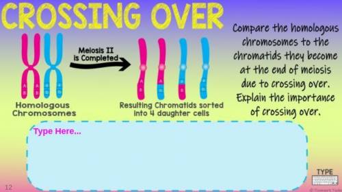 Compare the homologous chromosomes to the chromatids they become at the end of meiosis due to cross