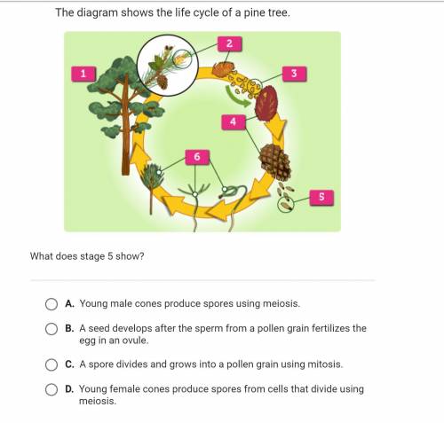 EXPERT HELP:

The diagram shows the life cycle of a pine tree. What does stage 5 show?
D.) Young f