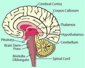 Which part of the brain controls body movements and processes information from the sense organs? (1
