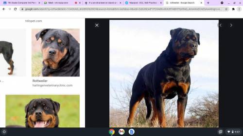 Is rottweiler is a good breed of dog they are big they grow up to be 250 pounds!

They are a good