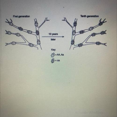 The diagram shown illustrates the change that occured in the frequency

of phenotypes in an insect