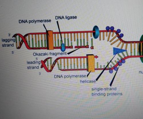 This diagram shows the functions of different enzymes during DNA replication. Which label would cha