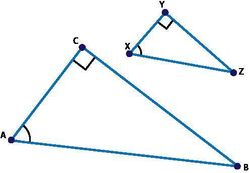 NEED ANSWER ASAP TY!!!

Triangle XYZ was dilated by a scale factor of 2 to create triangle ACB and