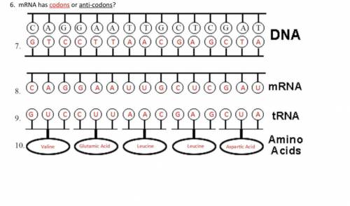 what are the dna base pairing rules