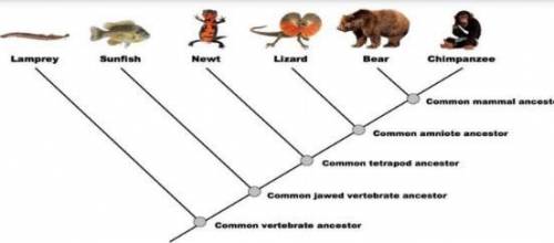 Which organisms are more closely related, [bears and lizards] or [bears and newts]? How do you know