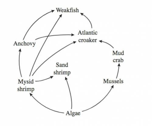 Which of the organisms in this food web gets energy from both producers and consumers?

Mysid Shri