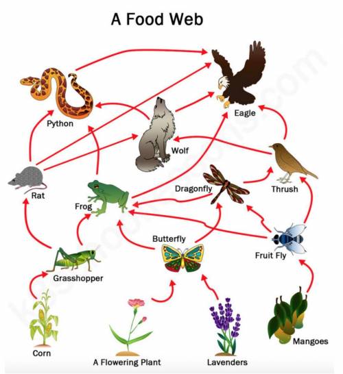 Analyze the food web. How many different organisms eat the fruit fly?

0
1
2
3