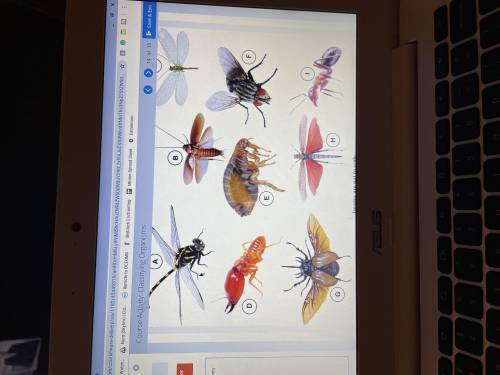 Images below, please use the key to identify the taxonomic order of each insect.