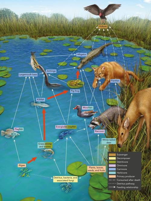 suppose there was a sudden decrease in the number of crayfish in the food web shown in the image. C