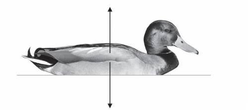 Explain in term of forces, why duck is floating on the water