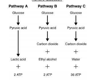 Identify the name of each of the pathways [A, B, C]