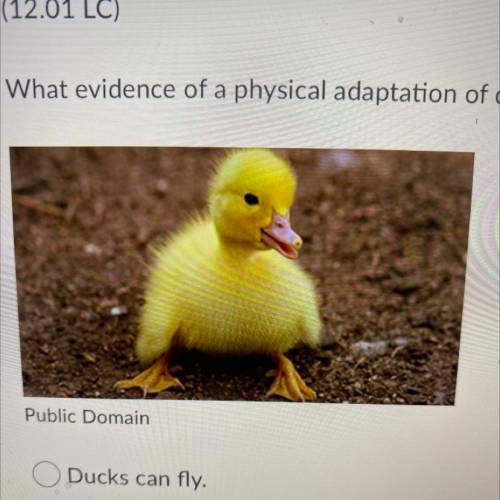 What evidence of a physical adaptation of ducks is shown in the image?

Public Domain
Ducks can fl