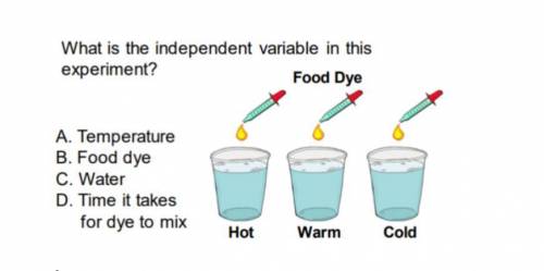 What is the independent variable in this experiment? (Look at the photo)