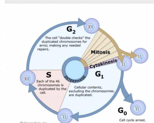 With a well labeled diagram explain the stages of meiosis and mitosis​