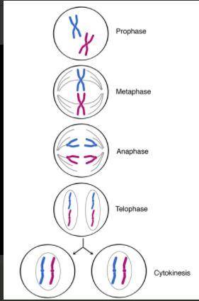 With a well labeled diagram explain the stages of meiosis and mitosis​
