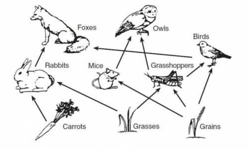 Look at the food web below.

What would happen if the grains died out?
Is this an example of high