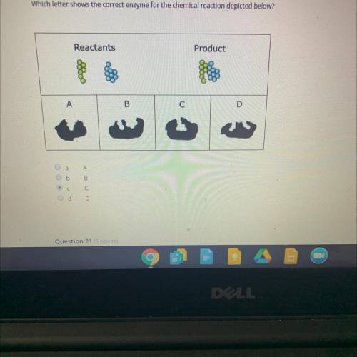 Which letter shows the correct enzyme for the chemical reaction depicted below? 1 point

Reactants
