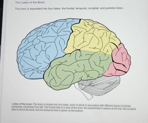 5. Label the structures and functions of the lobes and hemispheres of the brain. (if you post a lin