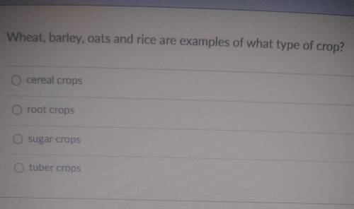 Wheat, barely ,oats and rice are examples of what type of crop ?​