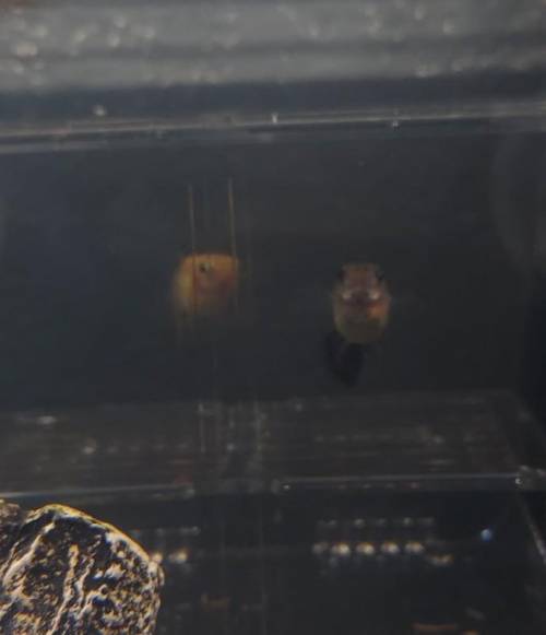 Can you tell me if my guppys are pregnet for sure to prepare es ​
