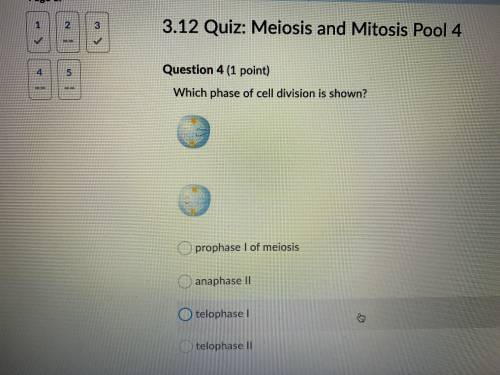 Which phase of cell division is shown?